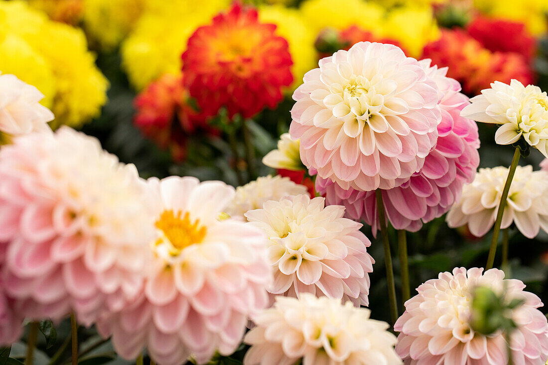 Dahlia DALAYA® Meena 'Kala'