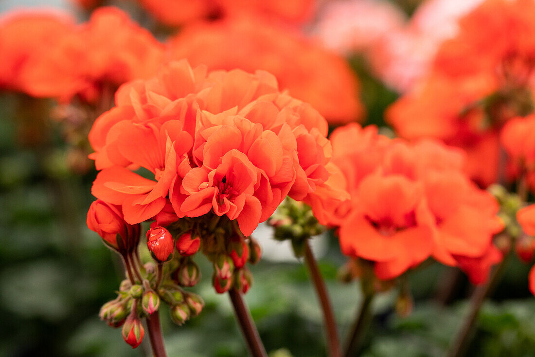 Pelargonium zonale 'Moonlight® Guido'