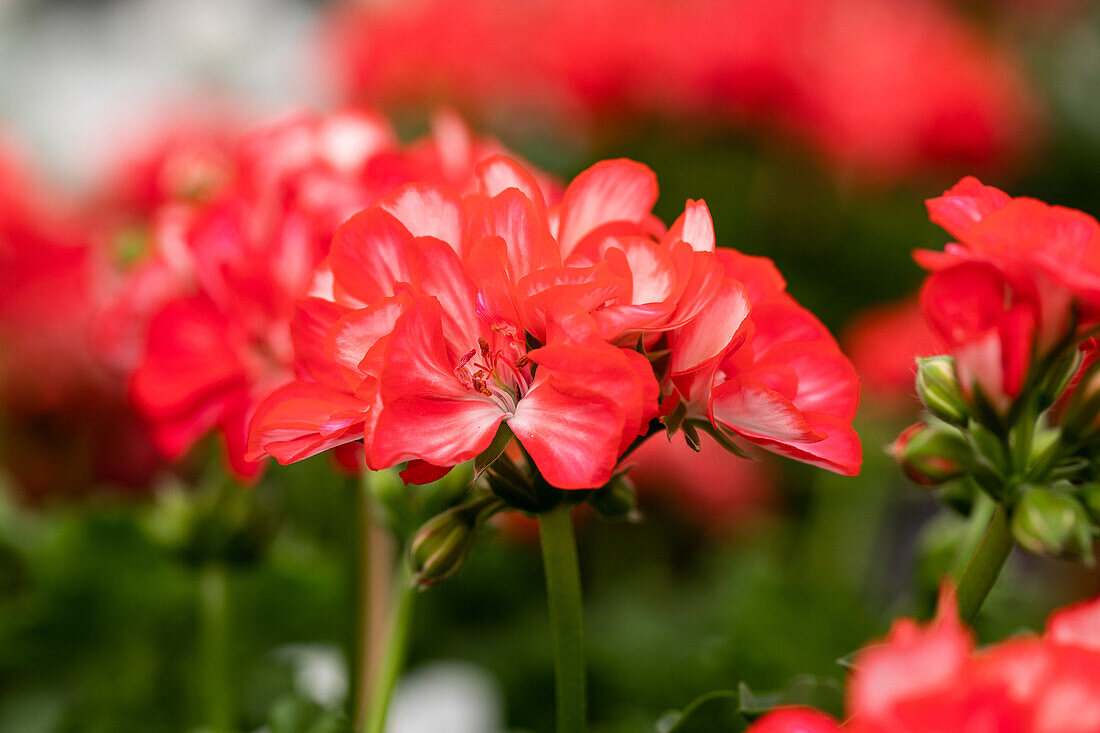 Pelargonium peltatum 'Royal® Sweet Candy'