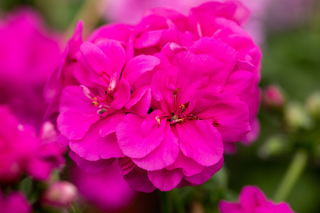 Pelargonium peltatum 'Royal® @Hot Pink'