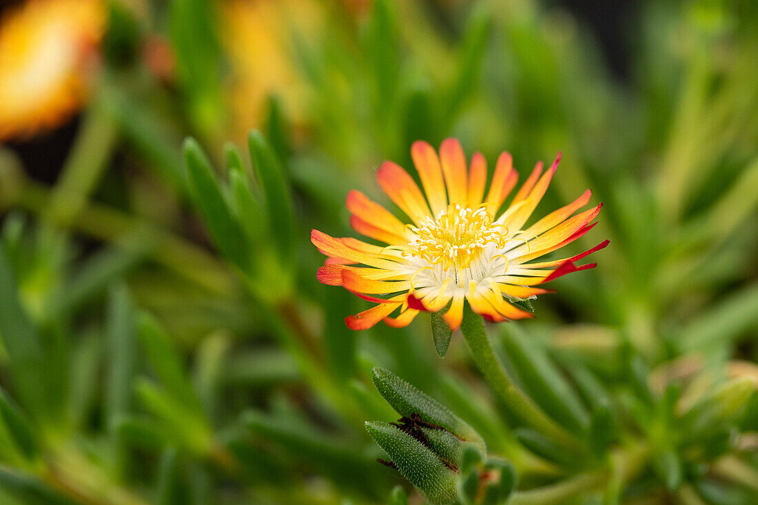 Delosperma Lido 'Orange with Eye'