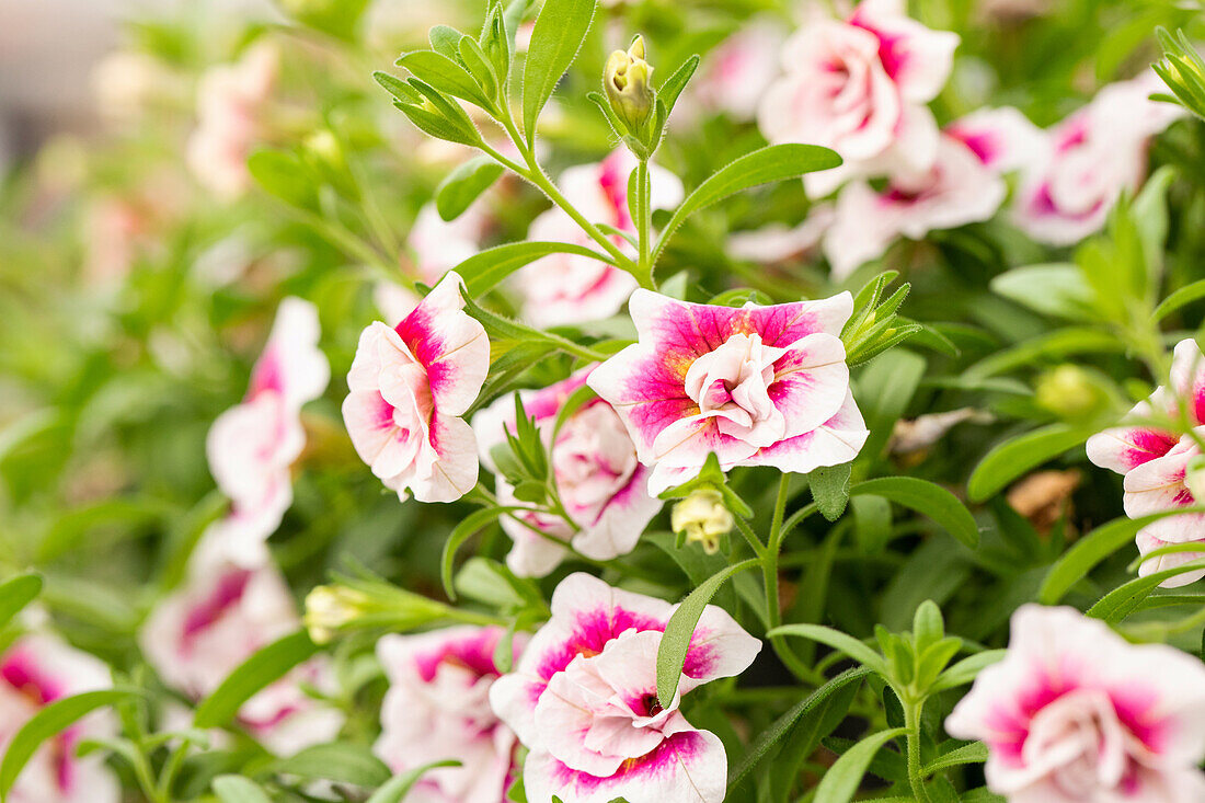 Calibrachoa MiniFamous® Uno Double 'PinkTastik'®