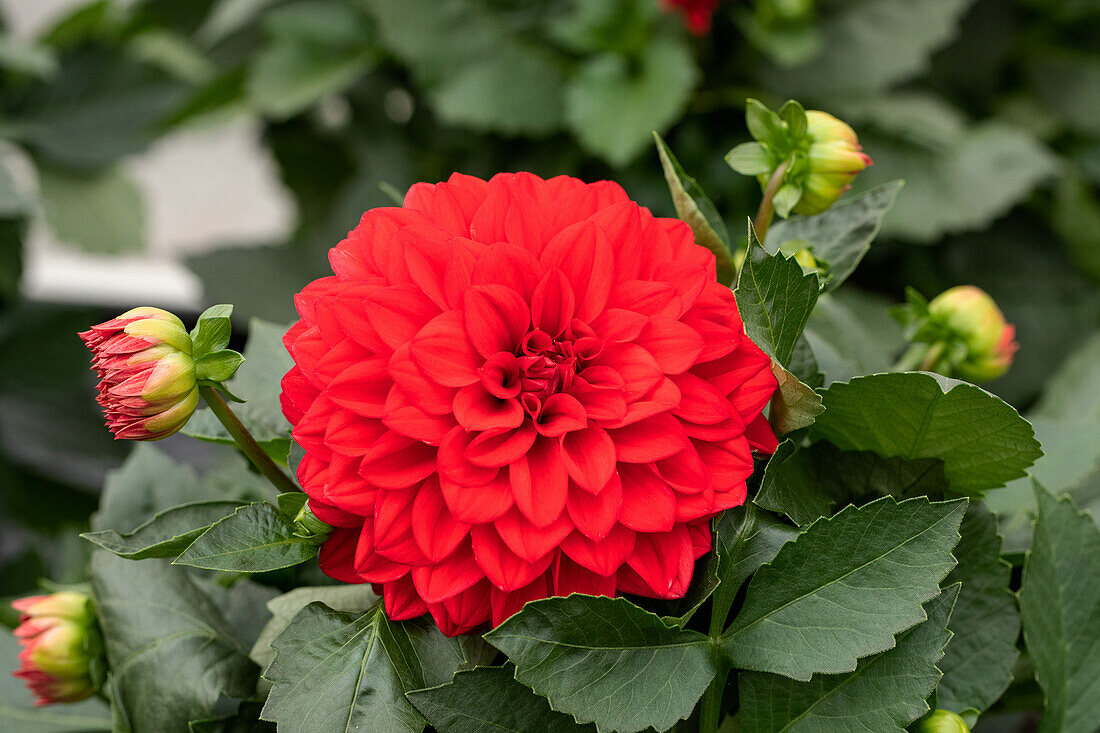 Dahlia cultivars Dalina® Maxi ''Topia''