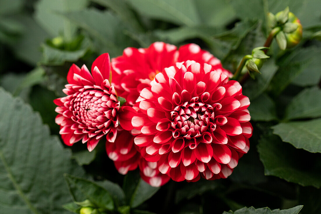 Dahlia cultivars Dalina® Maxi ''Tampico''