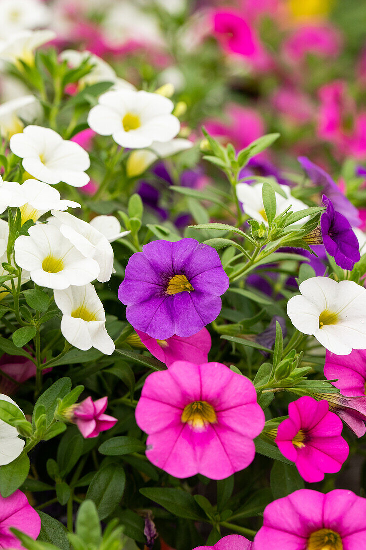 Calibrachoa Trixi® Early Spirit