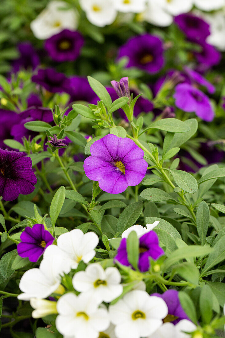 Calibrachoa Trixi® 'Early Shades of Blue'