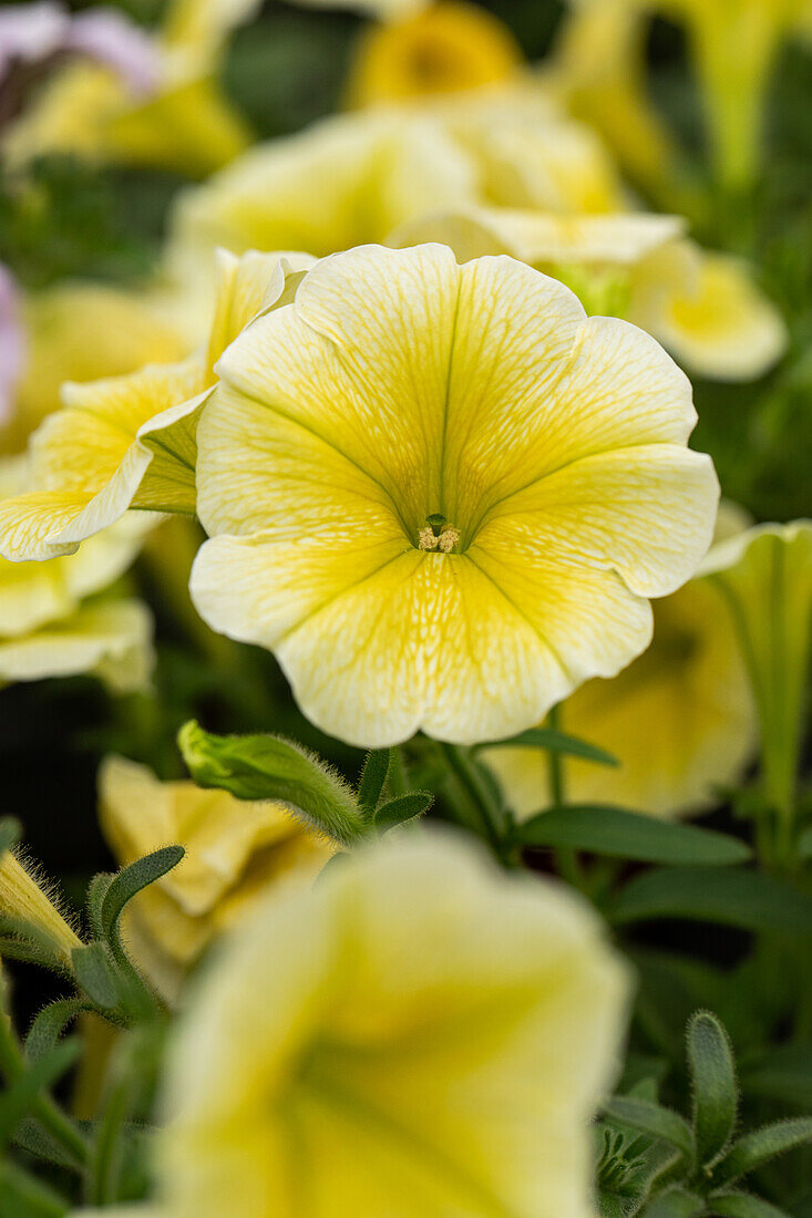 Petunia 'Famous Yellow '15'