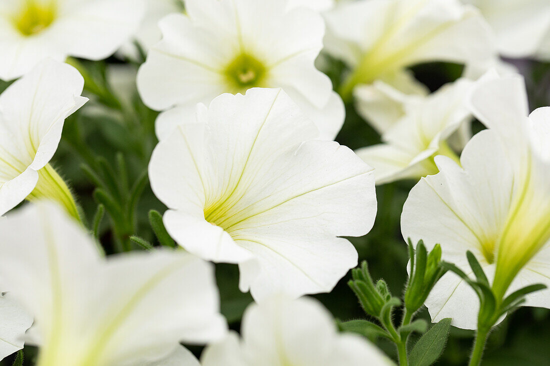 Petunia 'Famous White '14'