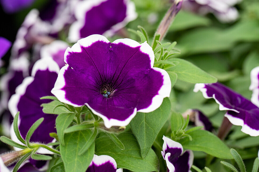 Petunia Famous Dark Violet Picotee