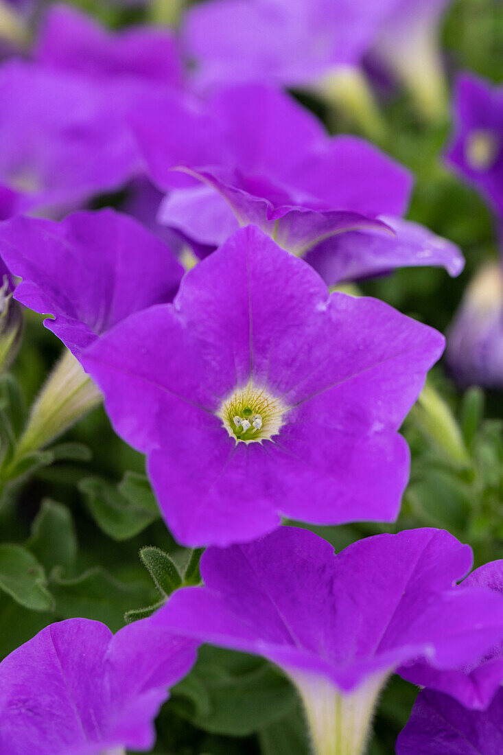Petunia cultivars Famous Sel® ''Sky Blue '14'''