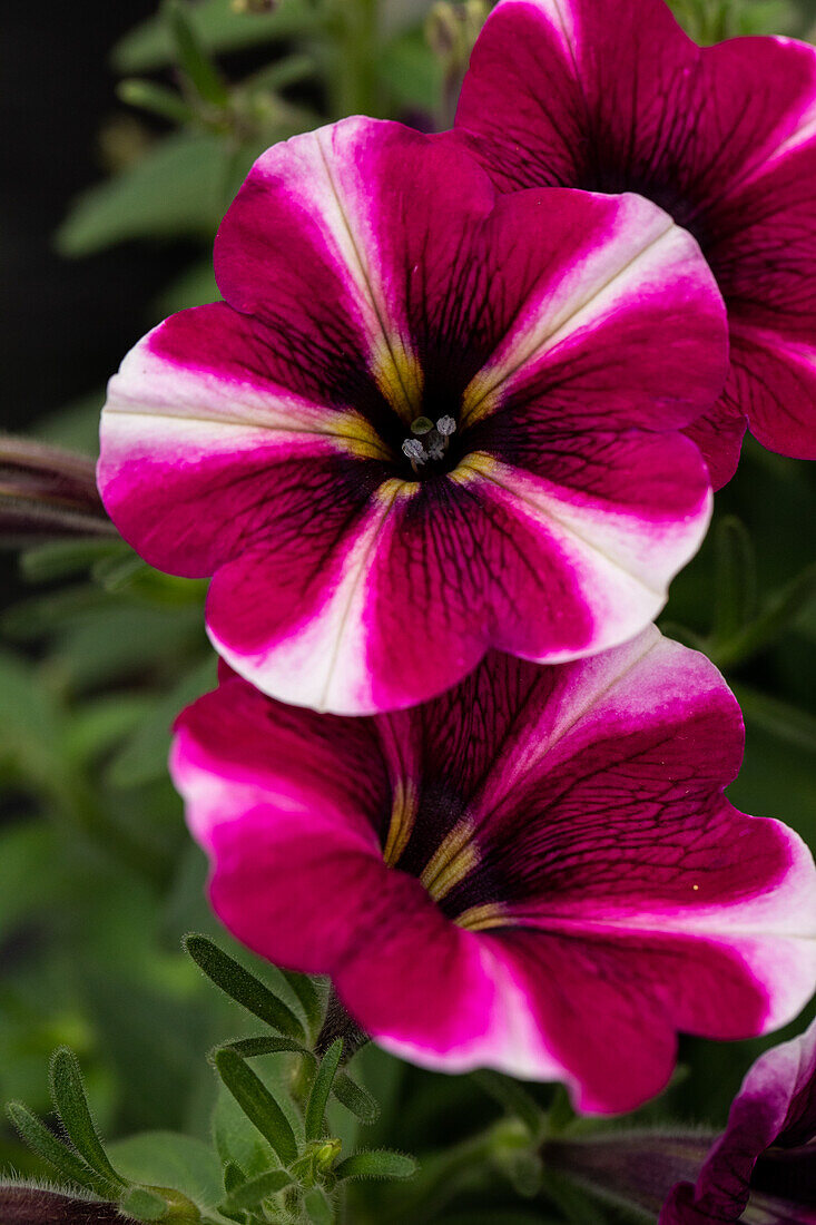 Petunia 'Bonnie Magenta Star'