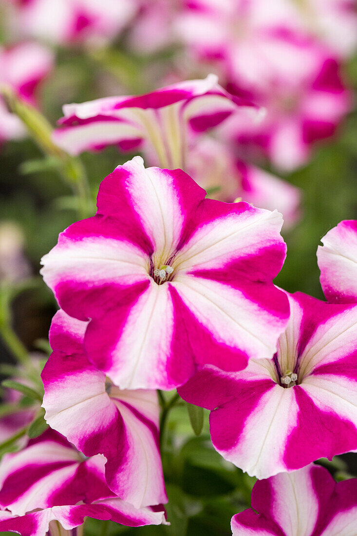 Petunia cultivars Bonnie Sel® ''Carmine Star''