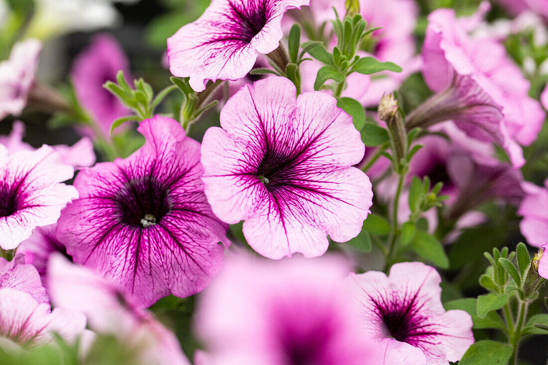 Petunia cultivars Bonnie Sel® ''Lavender Star '18''