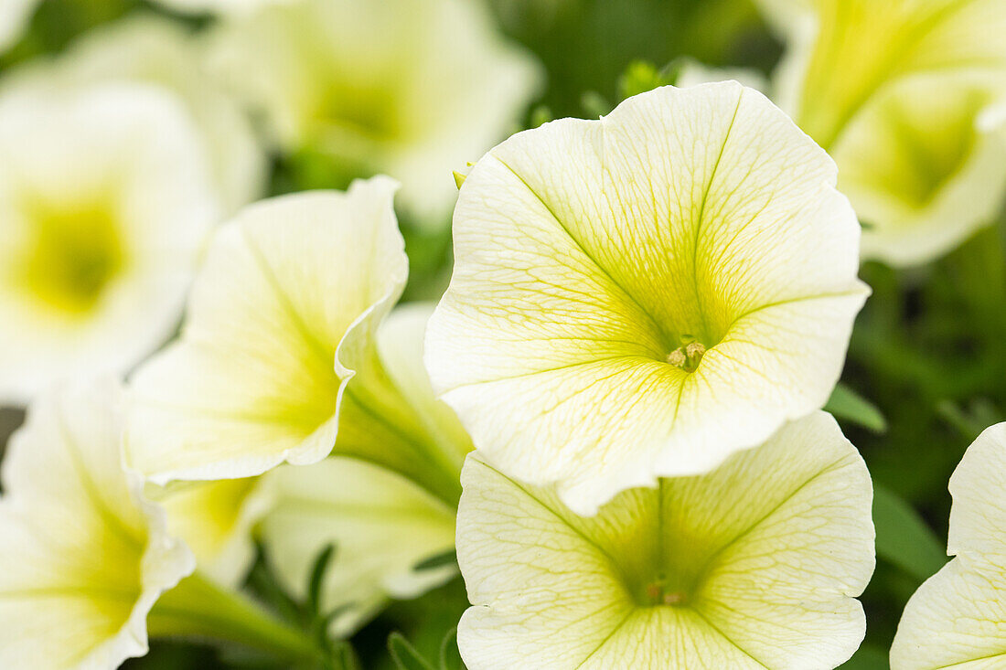 Petunia cultivars Bonnie Sel® ''Lemon Yellow''
