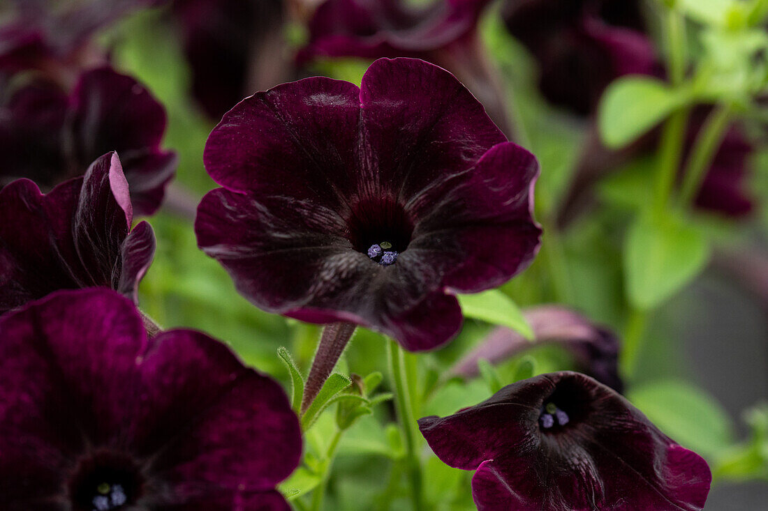 Petunia 'Bonnie Velvet'