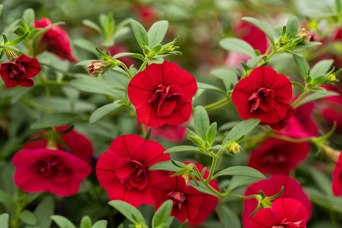 Calibrachoa cultivars MiniFamous® Neo Double Sel® ''Dark Red'' Calibrachoa cultivars MiniFamous® Neo Double Sel® ''Dark Red''