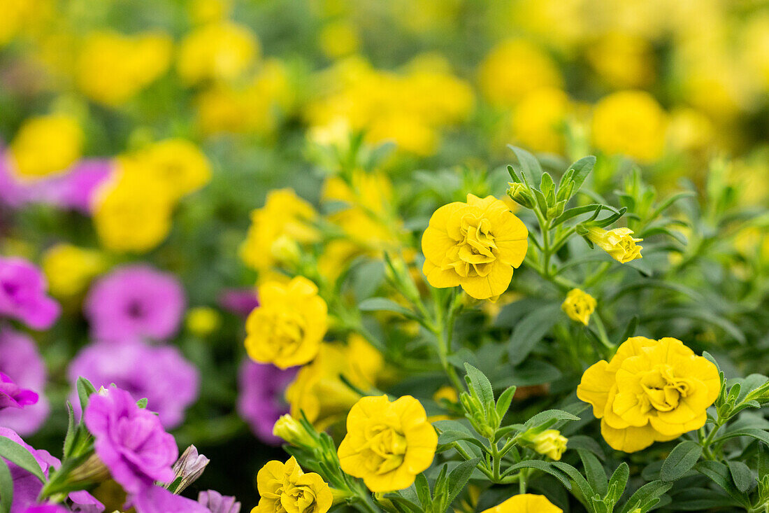 Calibrachoa cultivars MiniFamous® Neo Double Sel® ''Yellow''