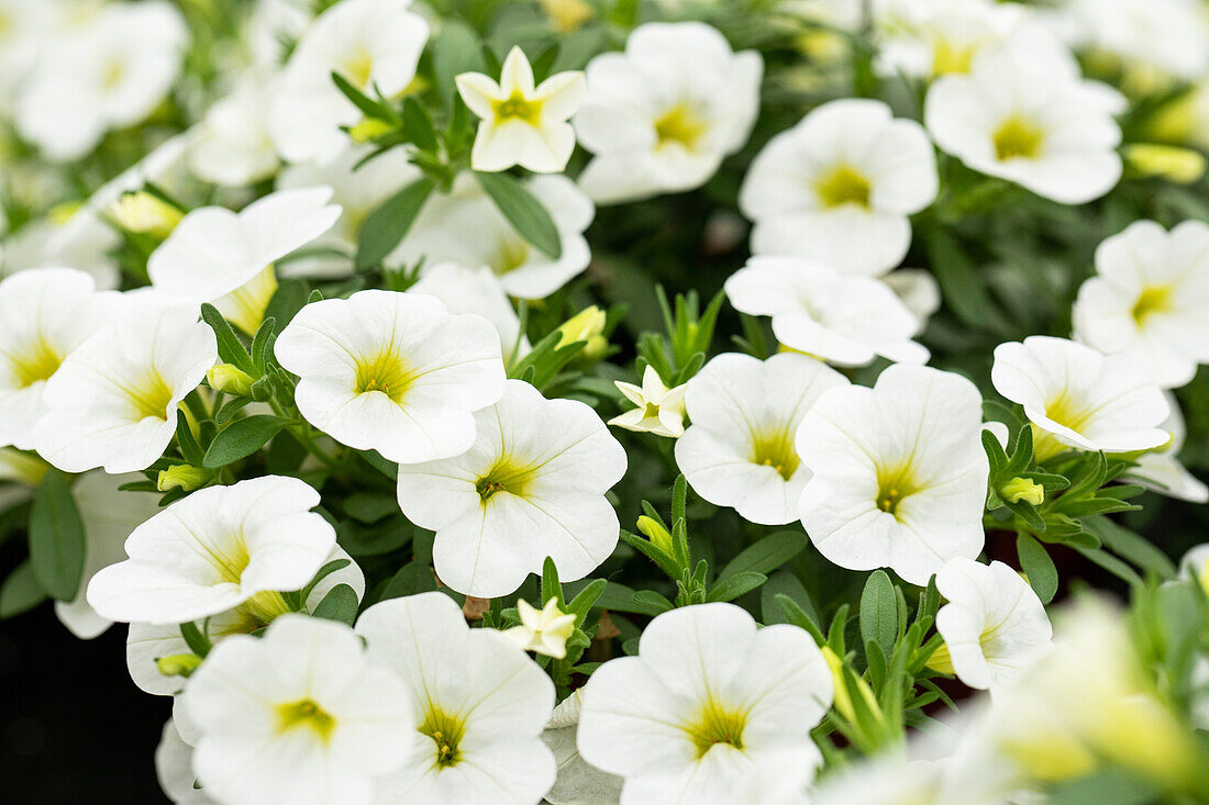 Calibrachoa MiniFamous® Neo 'White'