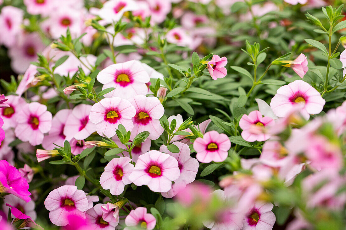 Calibrachoa MiniFamous® Neo 'Pink + Red Eye'.