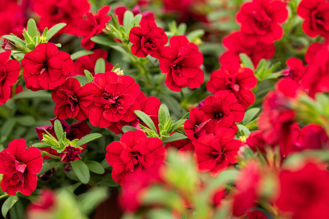 Calibrachoa MiniFamous® Uno Double 'Red'