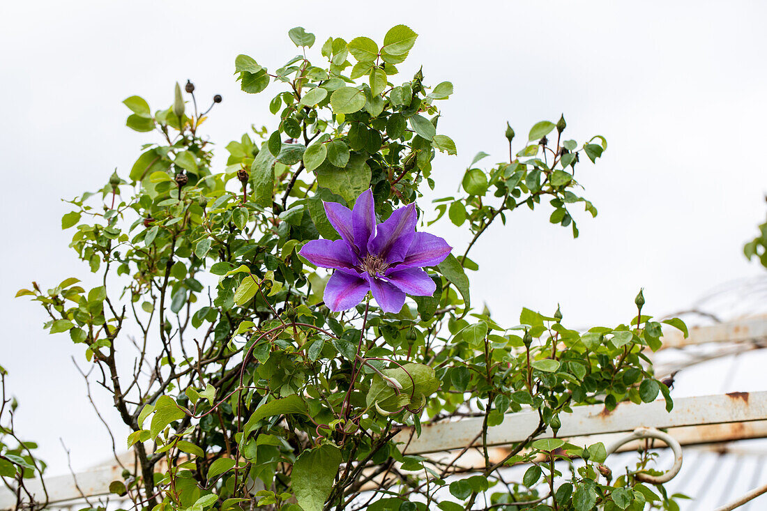 Clematis - rose companion plant