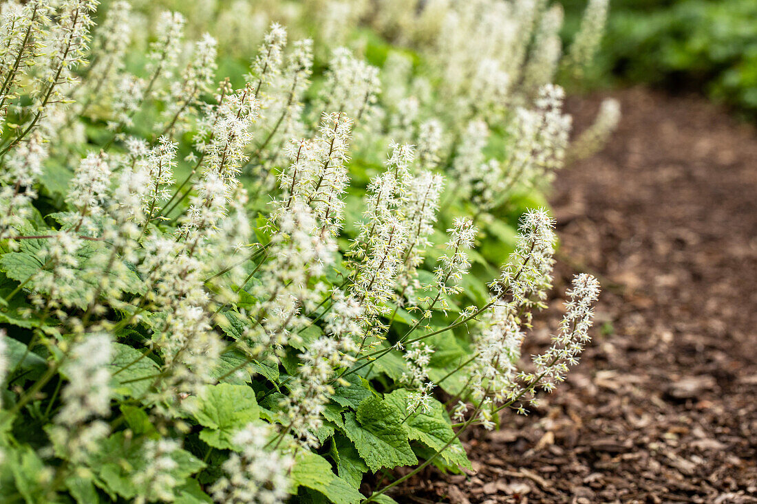 Tiarella