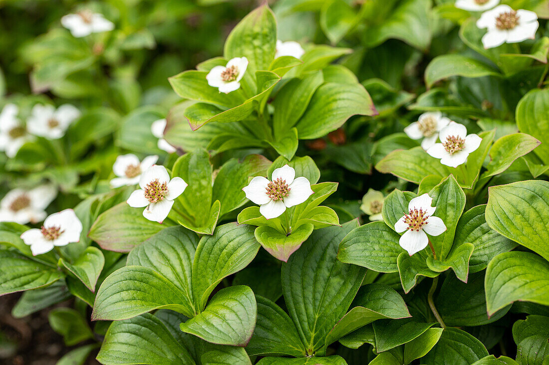 Cornus canadensis