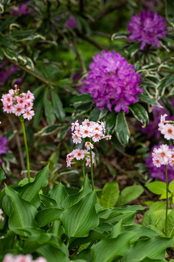 Primula japonica 'Appleblossom'