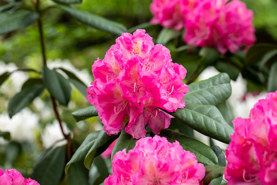 Rhododendron 'Graf Zeppelin'