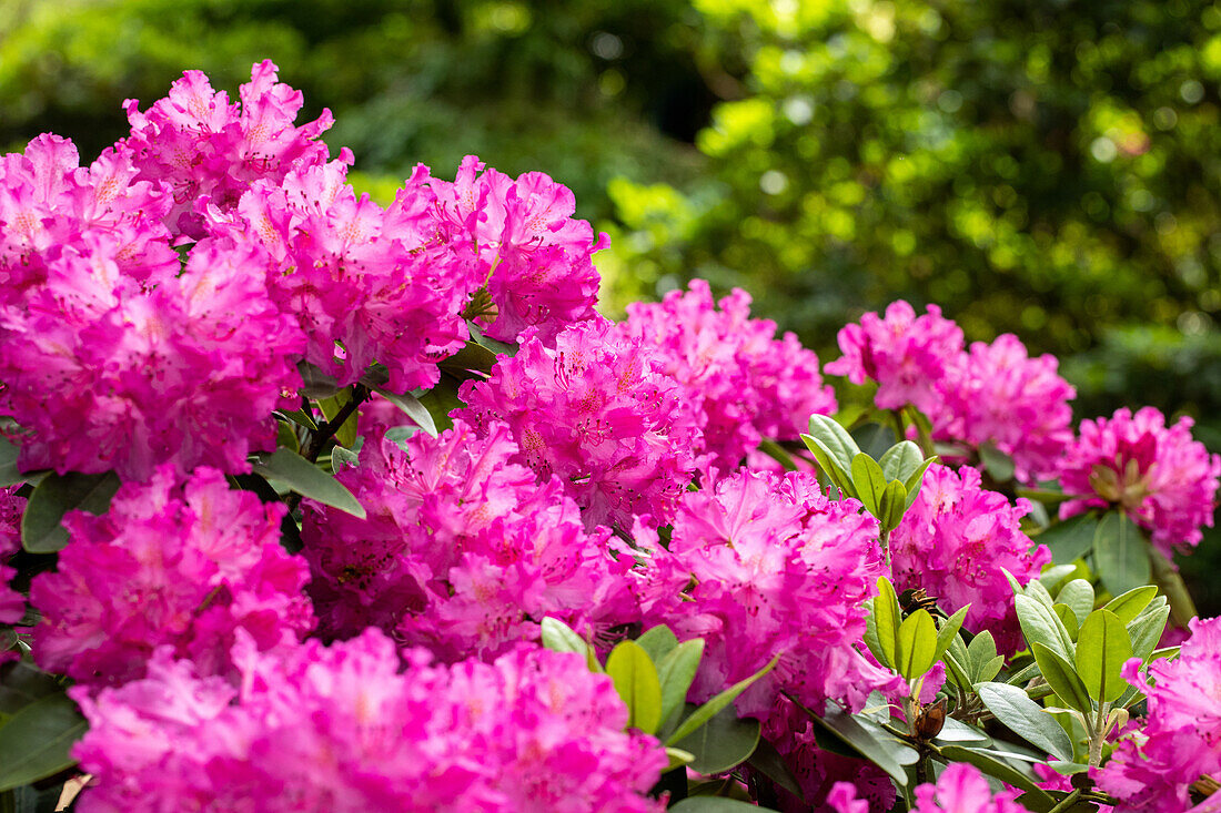 Rhododendron 'Omega'