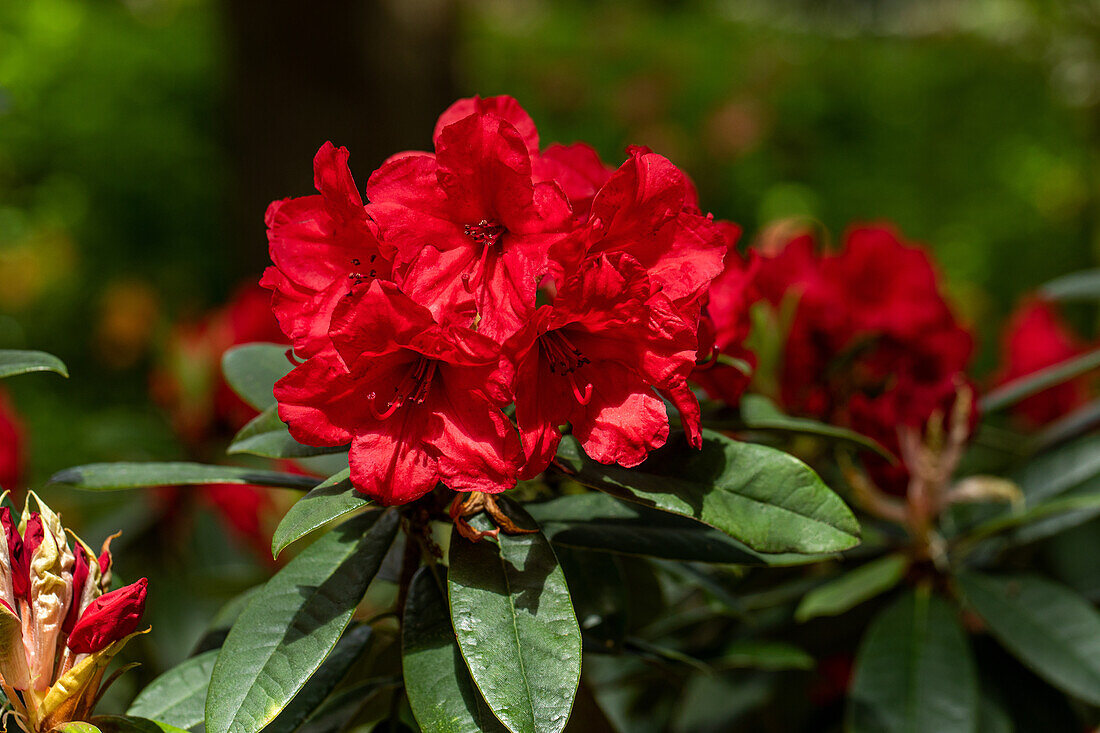 Rhododendron 'Vulcan's Flame