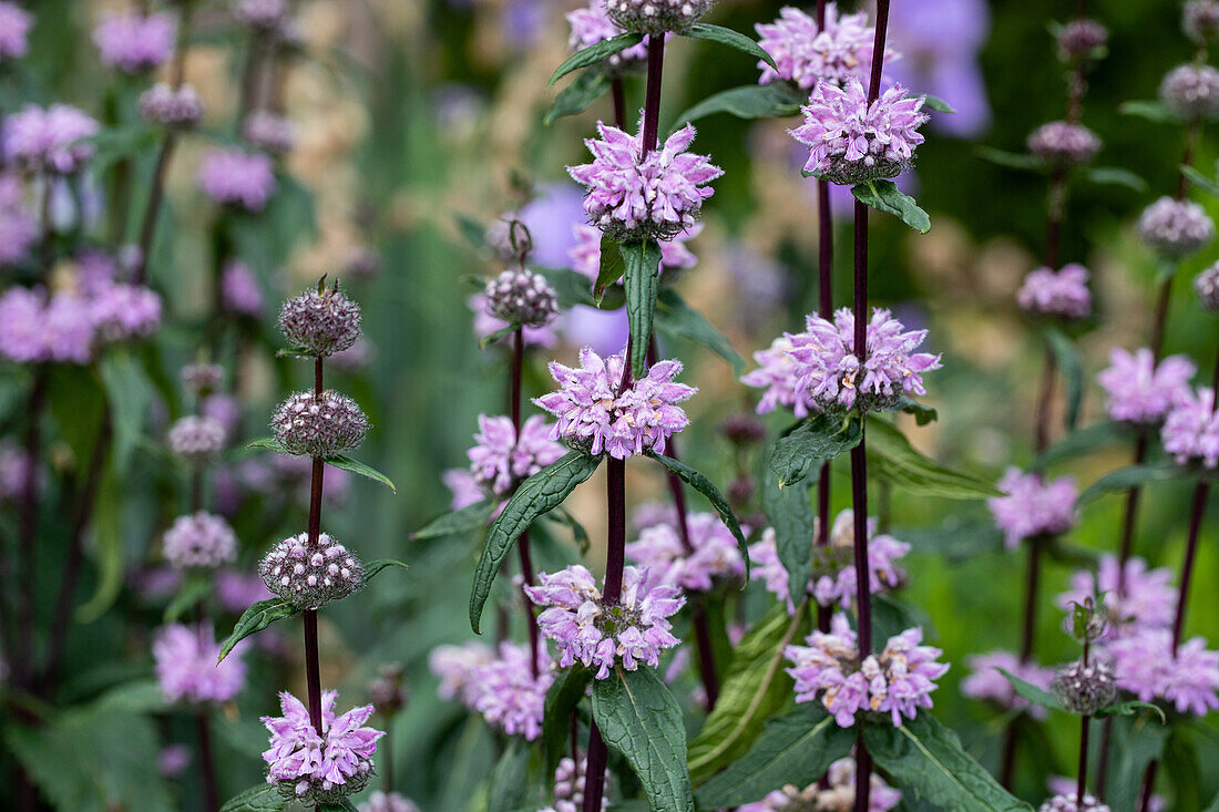 Phlomis tuberosa