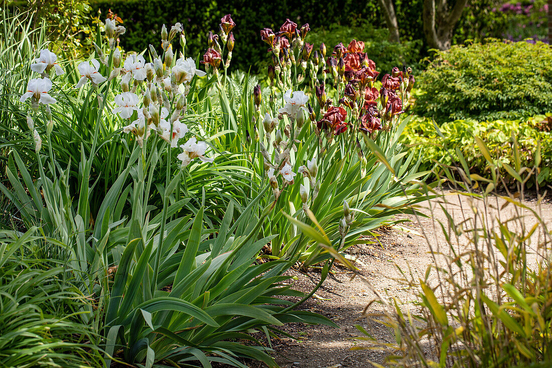 Iris x germanica