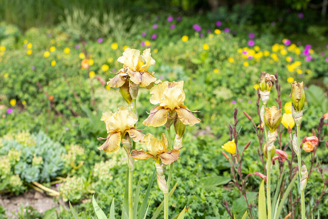 Iris x germanica 'Thornbird'