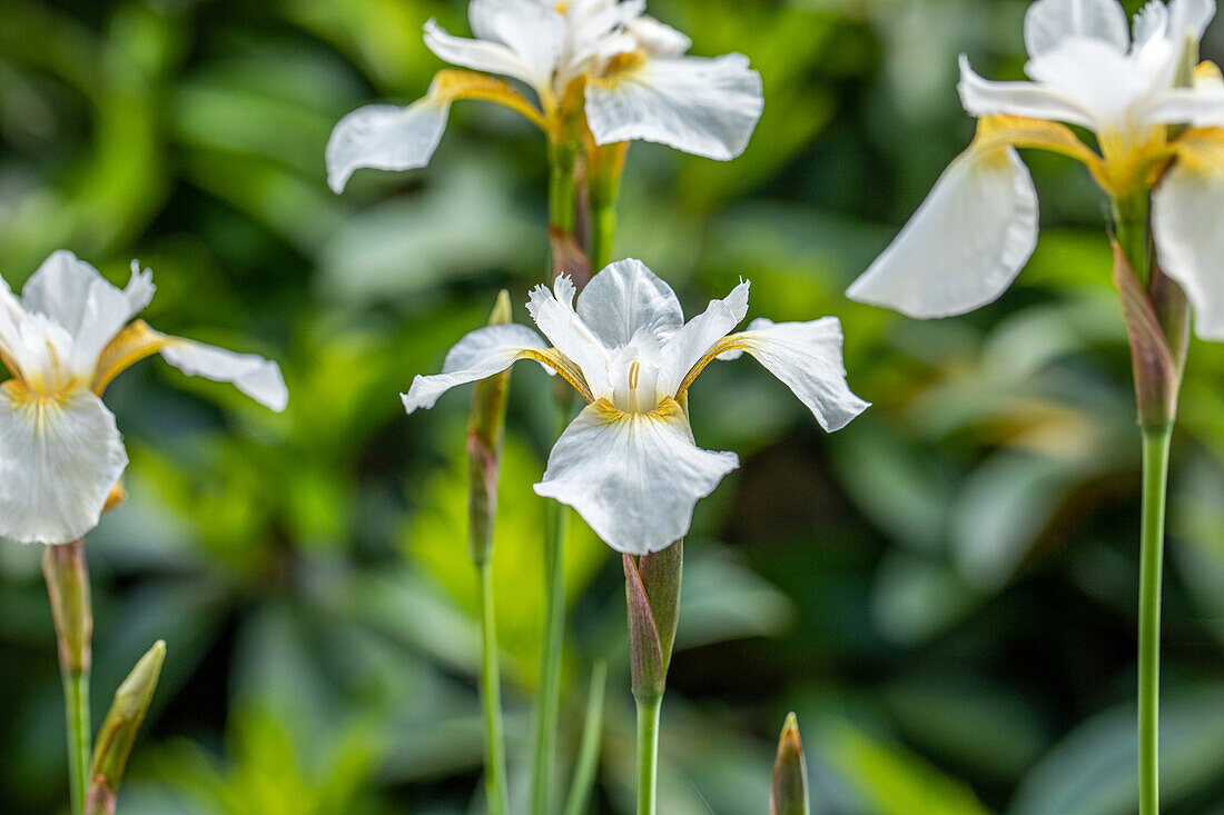 Iris sibirica 'Butterfly Fountain'