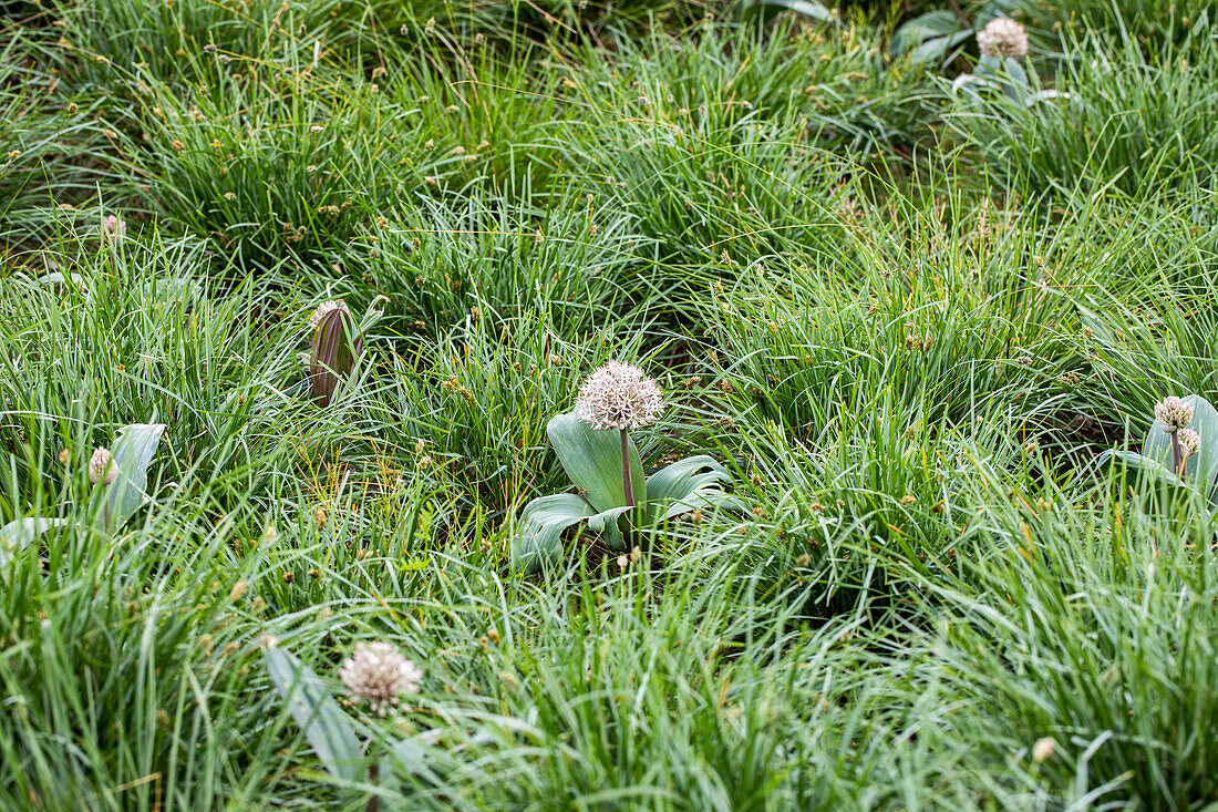 Allium carataviense