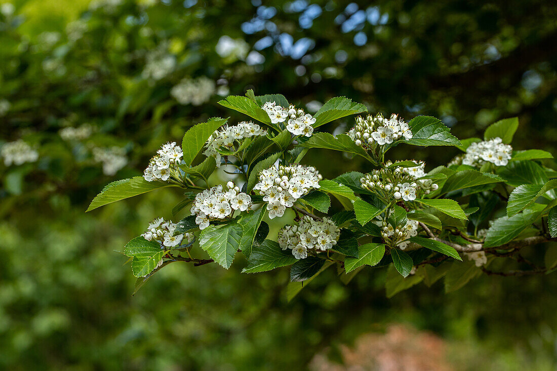 Crataegus lavallei 'Carrierei