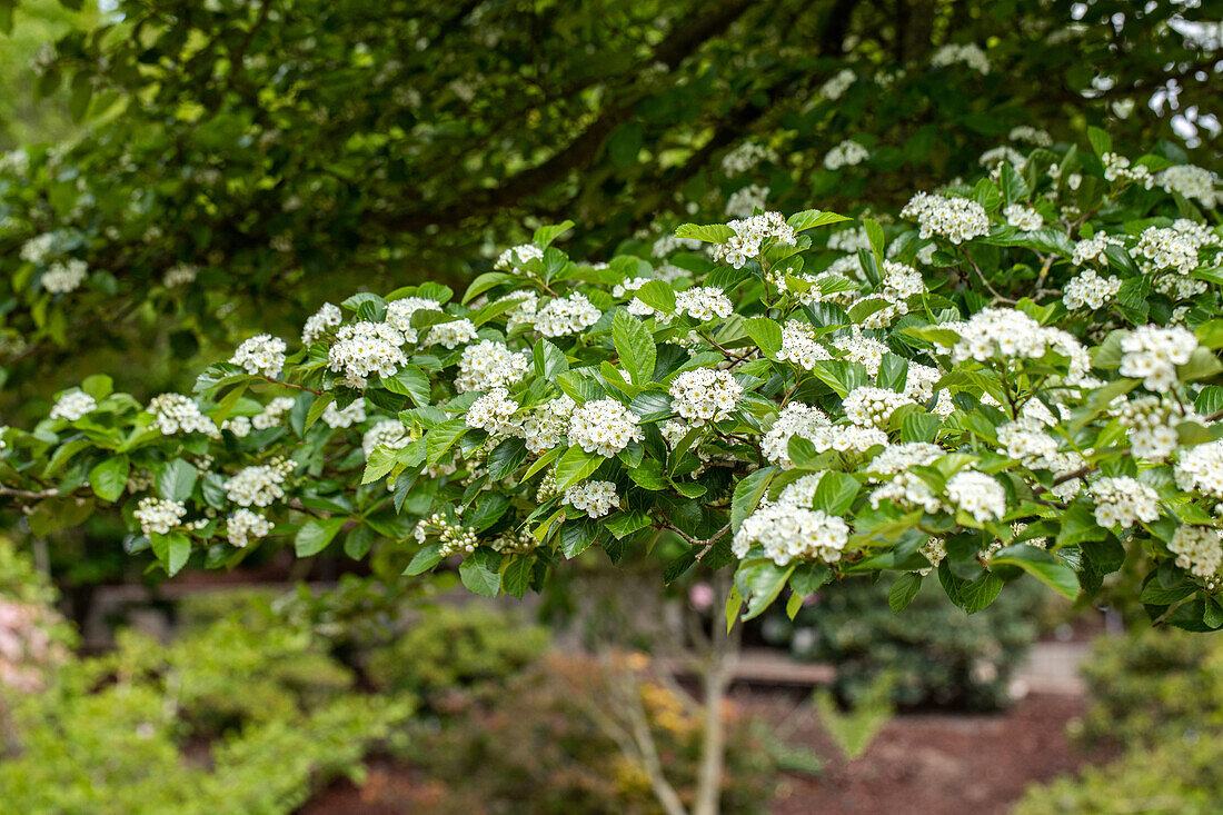 Crataegus lavallei 'Carrierei'