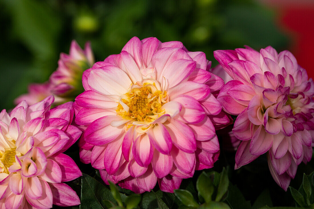 Dahlia cultivars Dalina® Midi ''Tuvalu''