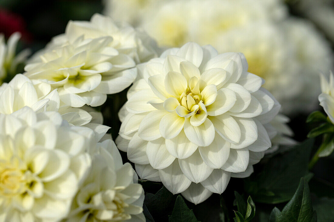 Dahlia cultivars Dalina® Midi ''Santorini''