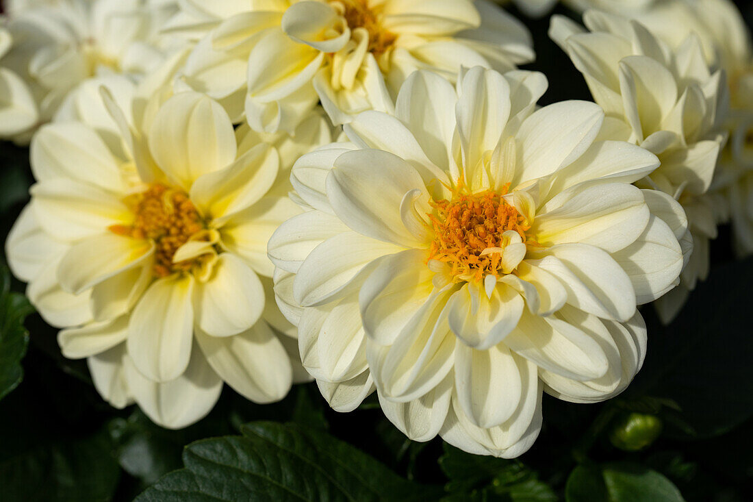 Dahlia DALAYA® Midi 'Bounty'