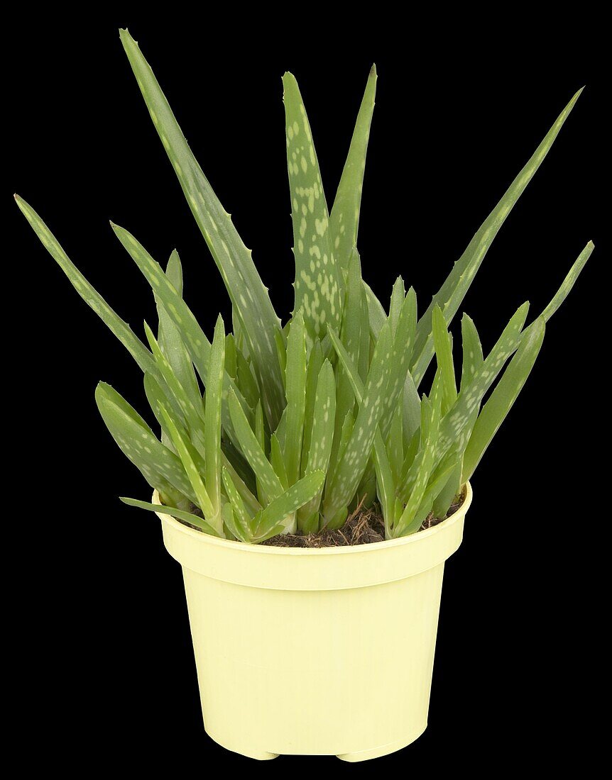 Aloe vera barbadensis miller