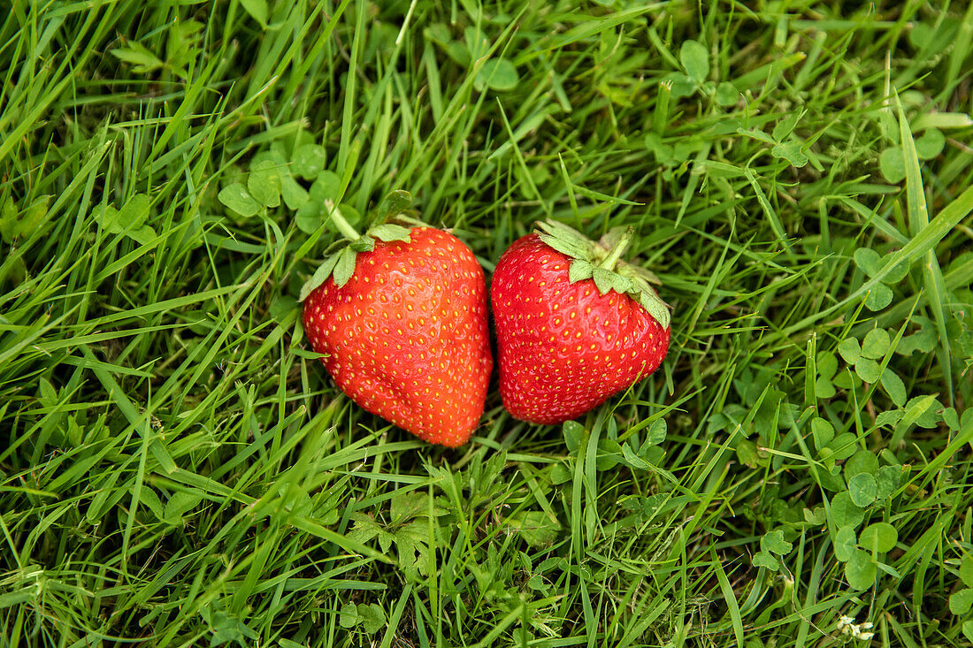 Strawberries