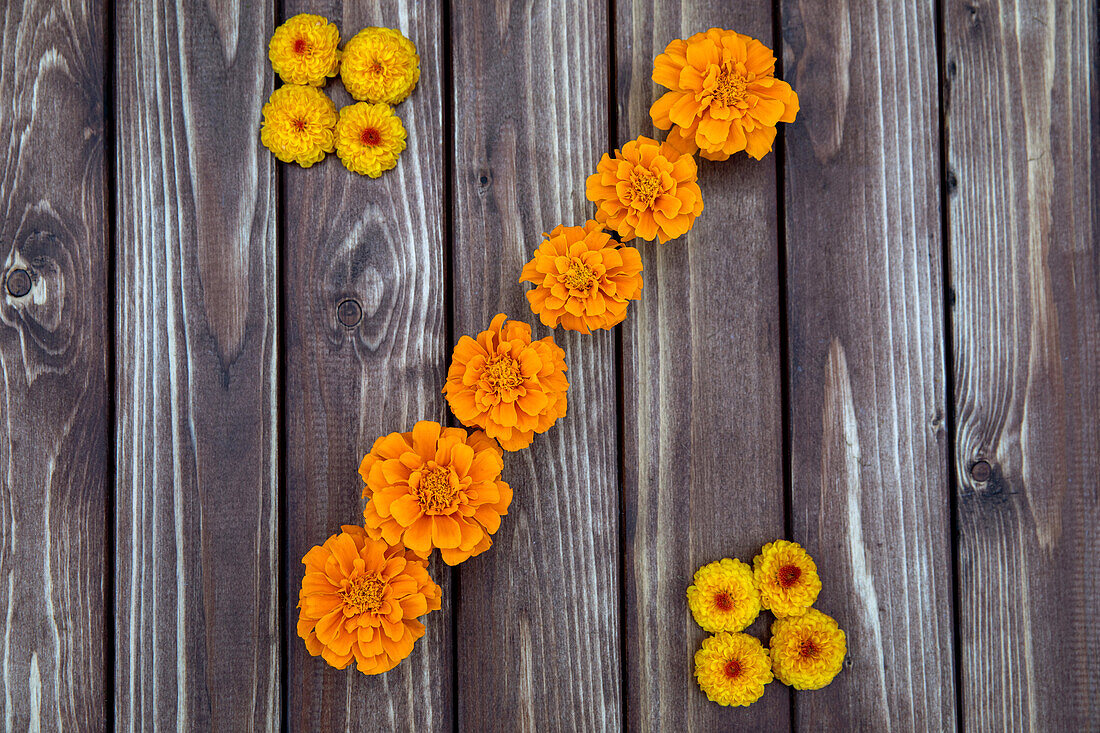 Percentage sign made of flowers