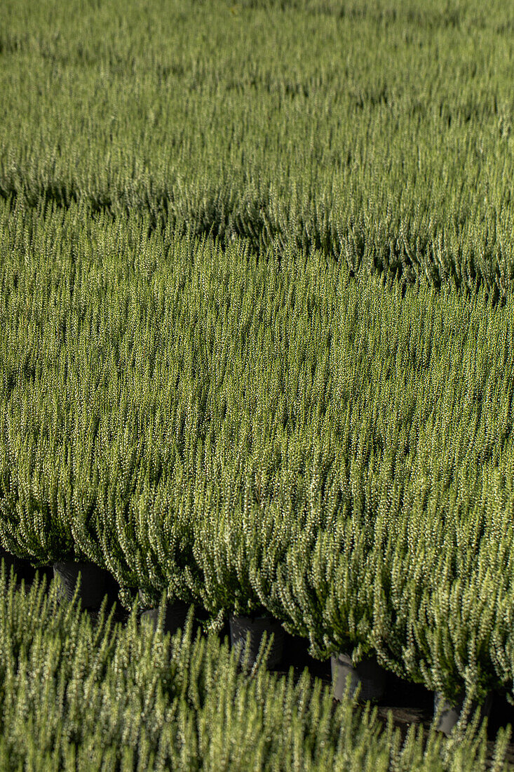 Calluna vulgaris 'Madonna'