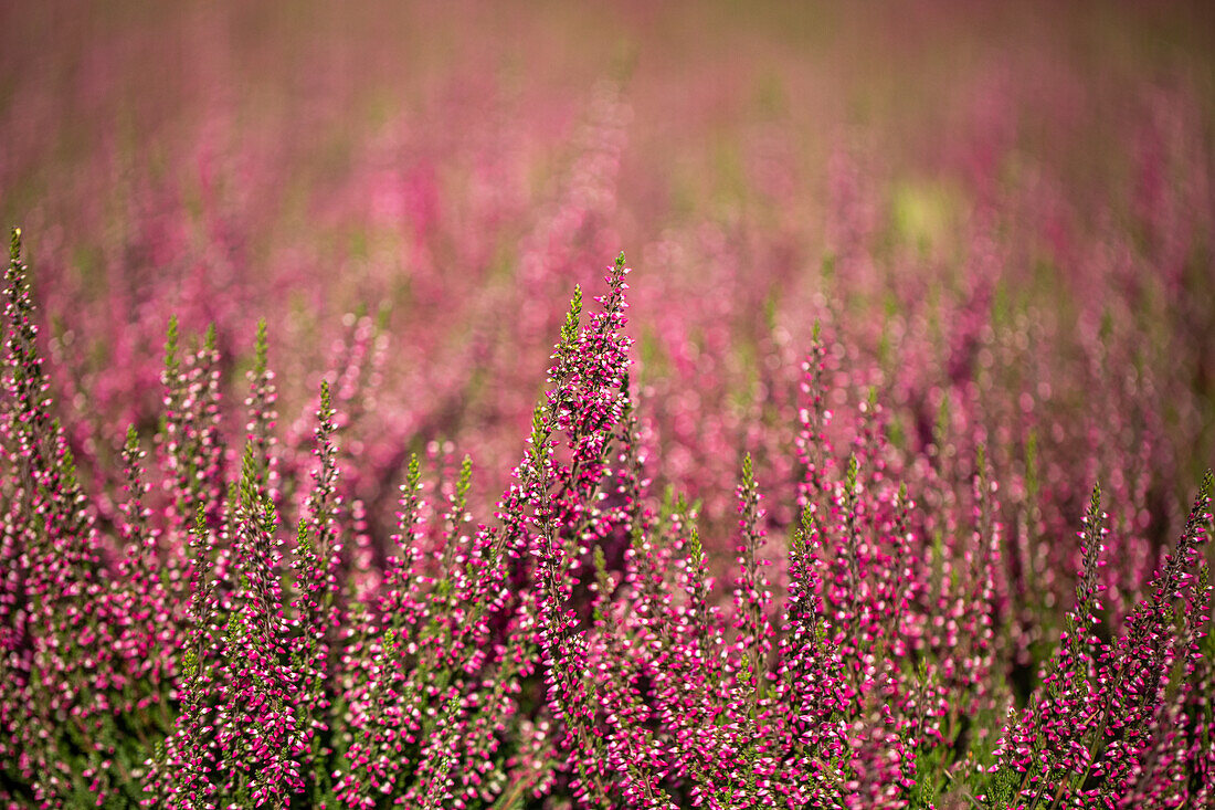 Calluna vulgaris 'Loki'