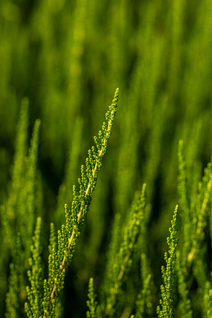 Calluna vulgaris 'Zelia'