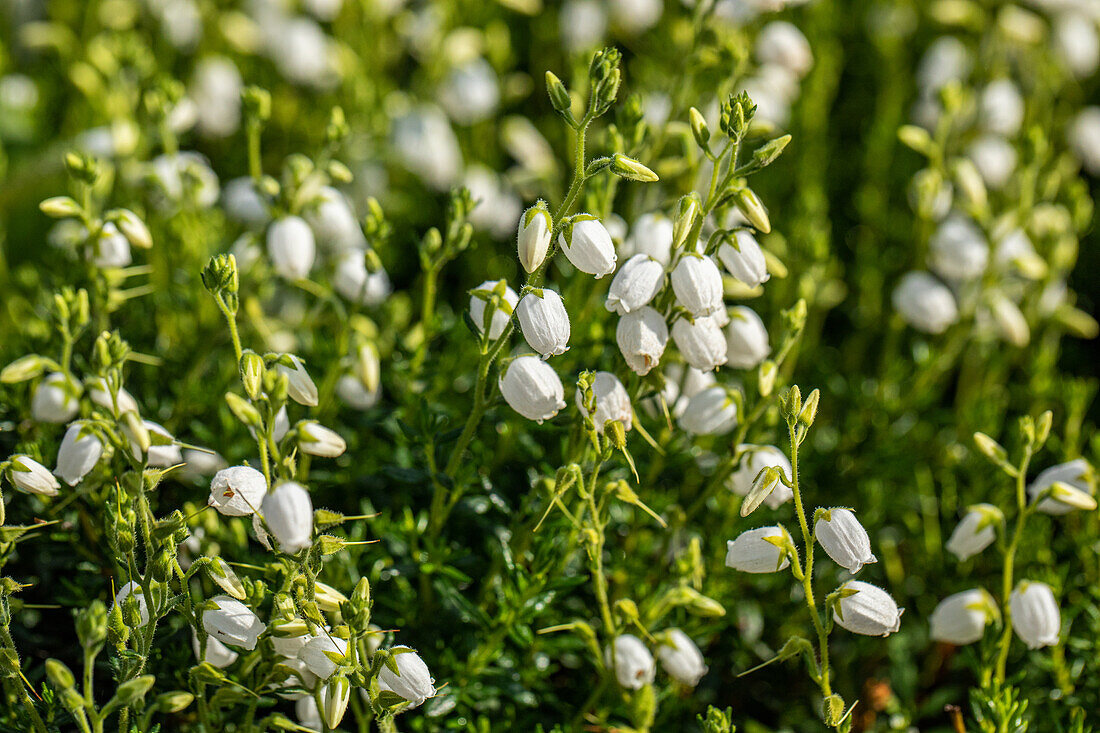 Daboecia 'Alberta White'