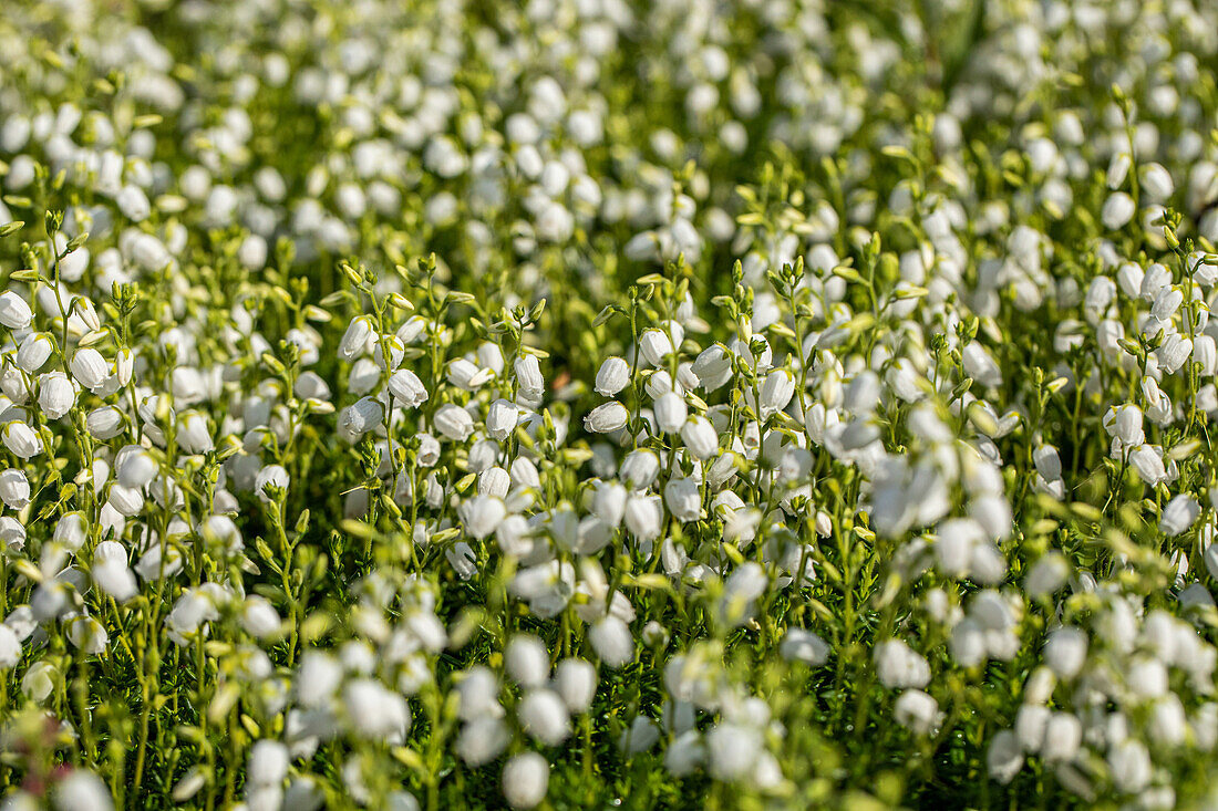 Daboecia 'Alberta White'