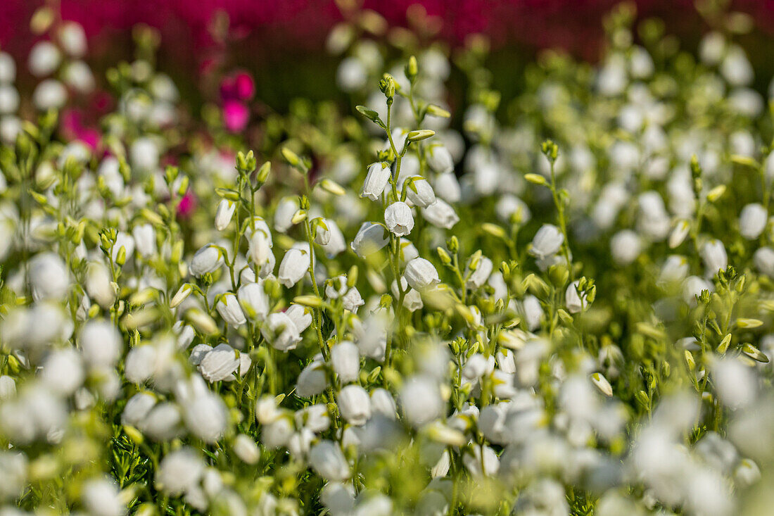 Daboecia 'Alberta White'